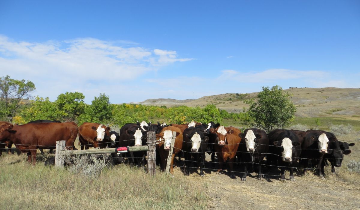 A herd of cattle standing on top of a grass covered field.