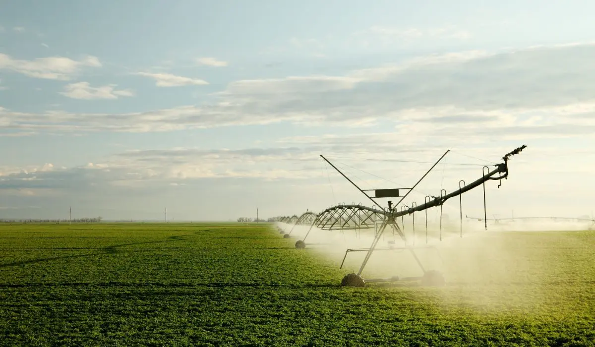 A large field with a tractor spraying crops.